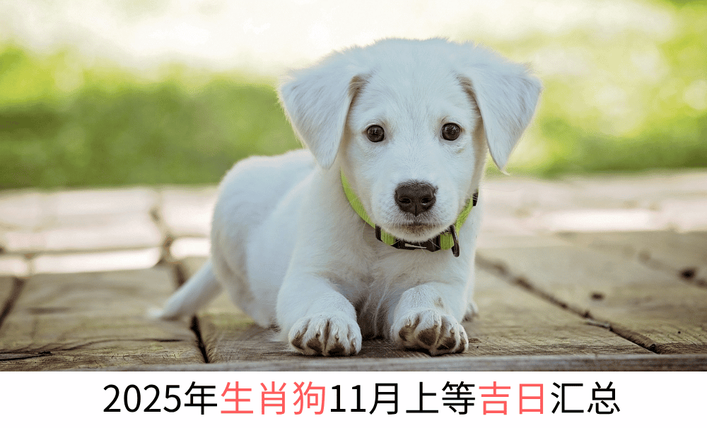 2025年生肖狗11月上等吉日汇总