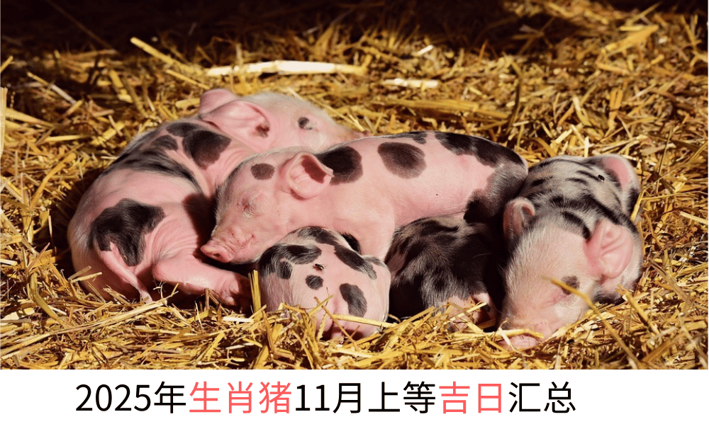 2025年生肖猪11月上等吉日汇总