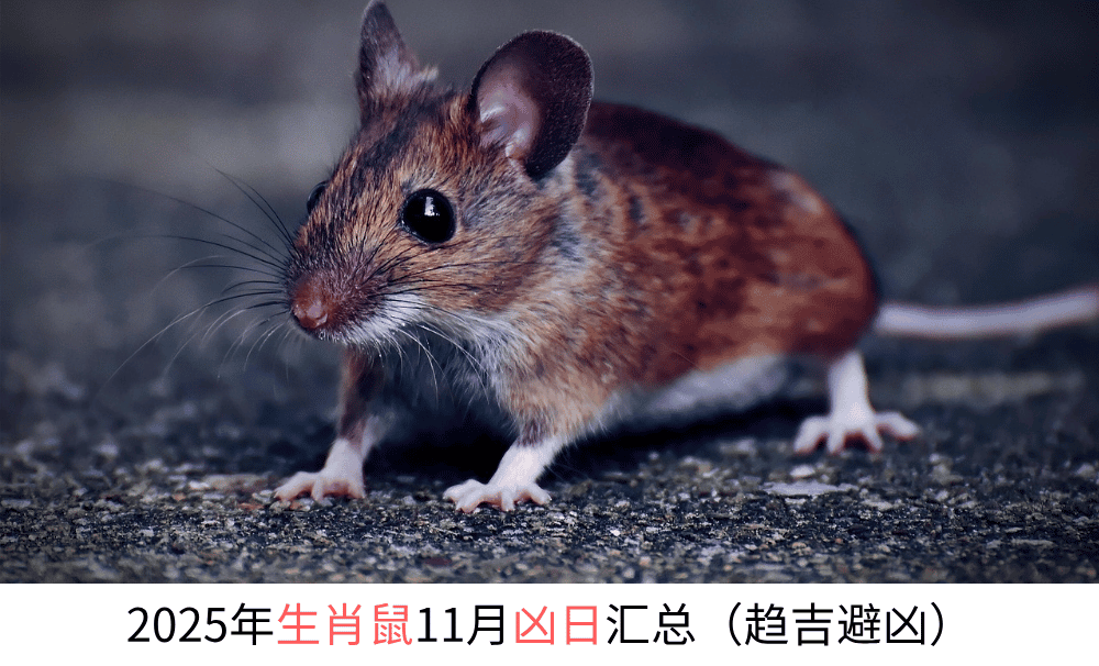 2025年生肖鼠11月凶日汇总（趋吉避凶）