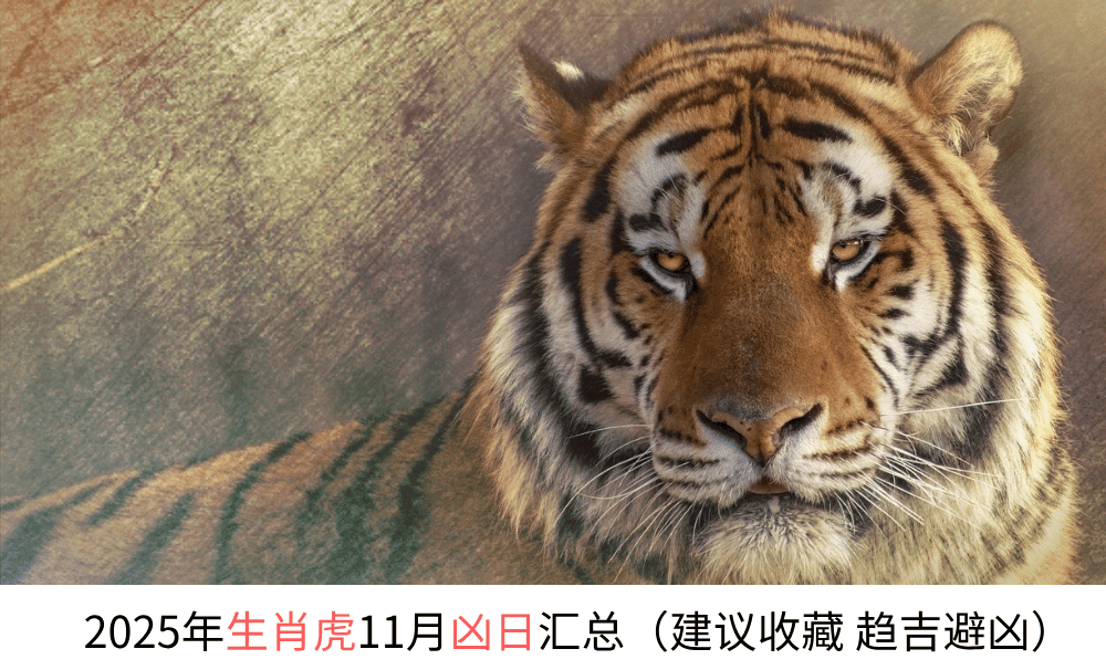 2025年生肖虎11月凶日汇总（建议收藏趋吉避凶）