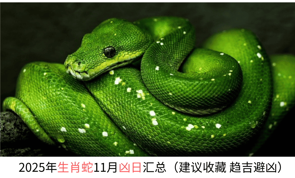 2025年生肖蛇11月凶日汇总（建议收藏趋吉避凶）