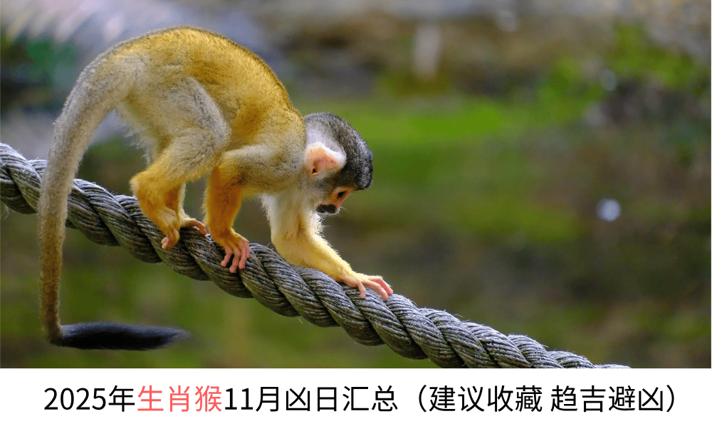 2025年生肖猴11月凶日汇总（建议收藏趋吉避凶）
