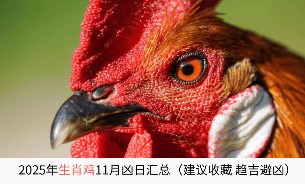 2025年生肖鸡11月凶日汇总（建议收藏趋吉避凶）