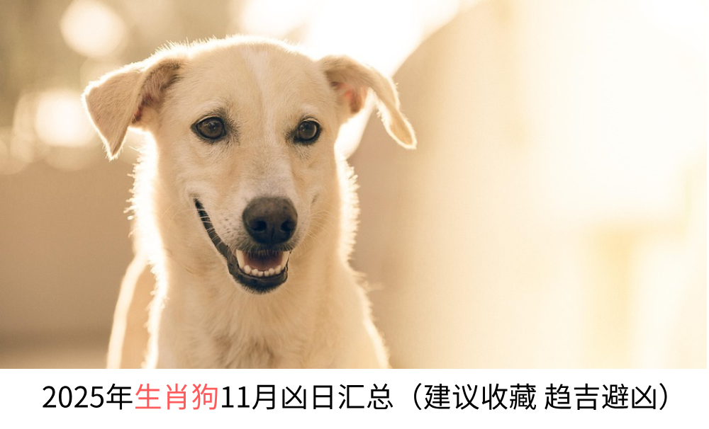 2025年生肖狗11月凶日汇总（建议收藏趋吉避凶）