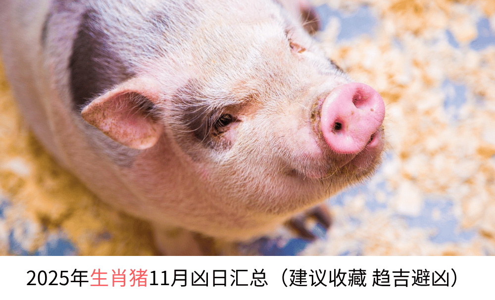 2025年生肖猪11月凶日汇总（建议收藏趋吉避凶）