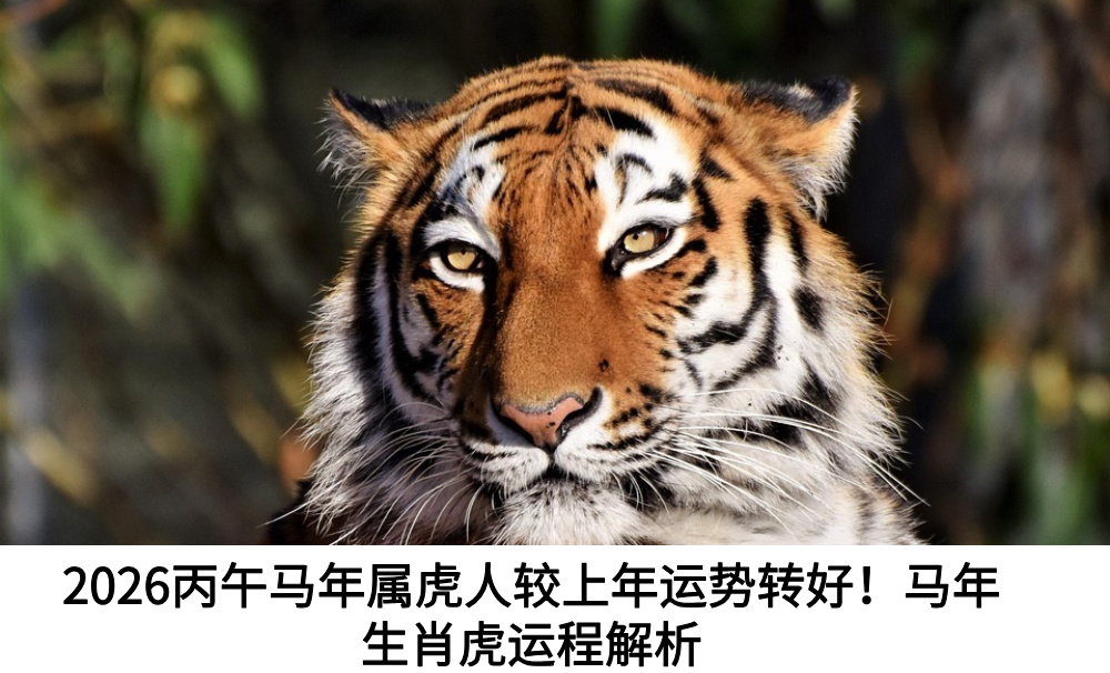 2026丙午马年属虎人较上年运势转好！马年生肖虎运程解析