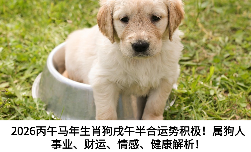 2026丙午马年生肖狗戌午半合运势积极！属狗人事业、财运、情感、健康解析！