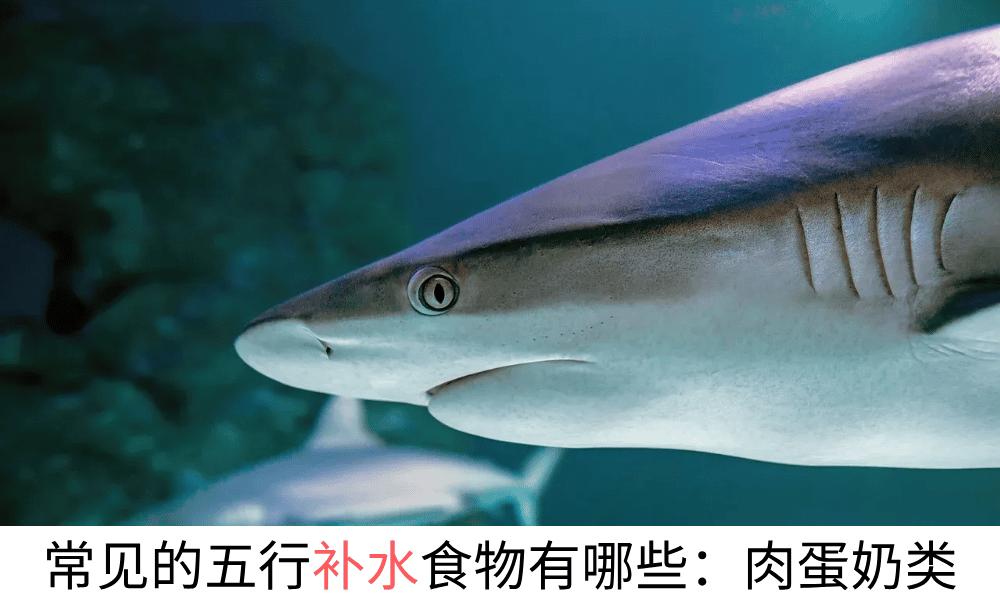 常见的五行补水食物有哪些：肉蛋奶类