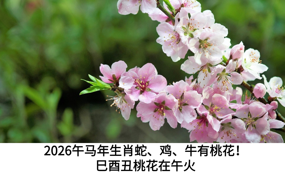 2026午马年生肖蛇、鸡、牛有桃花！巳酉丑桃花在午火