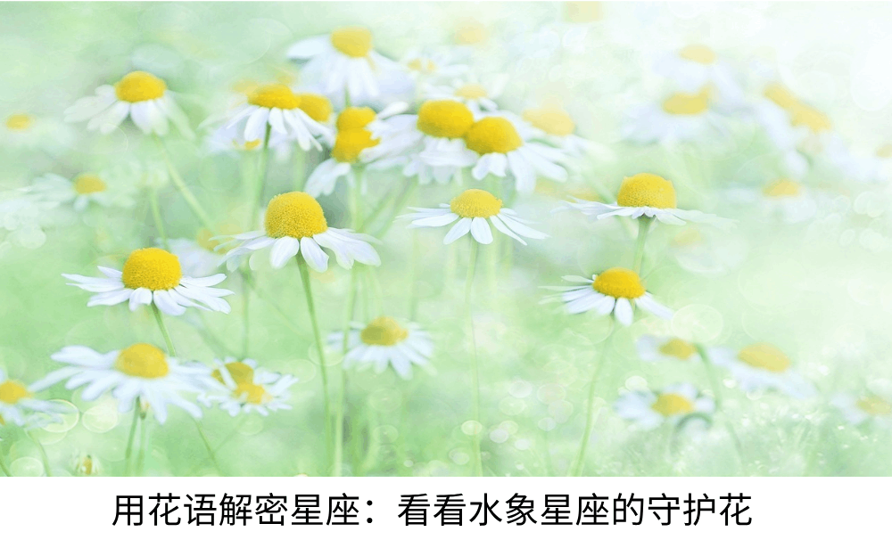 用花语解密星座：看看水象星座的守护花