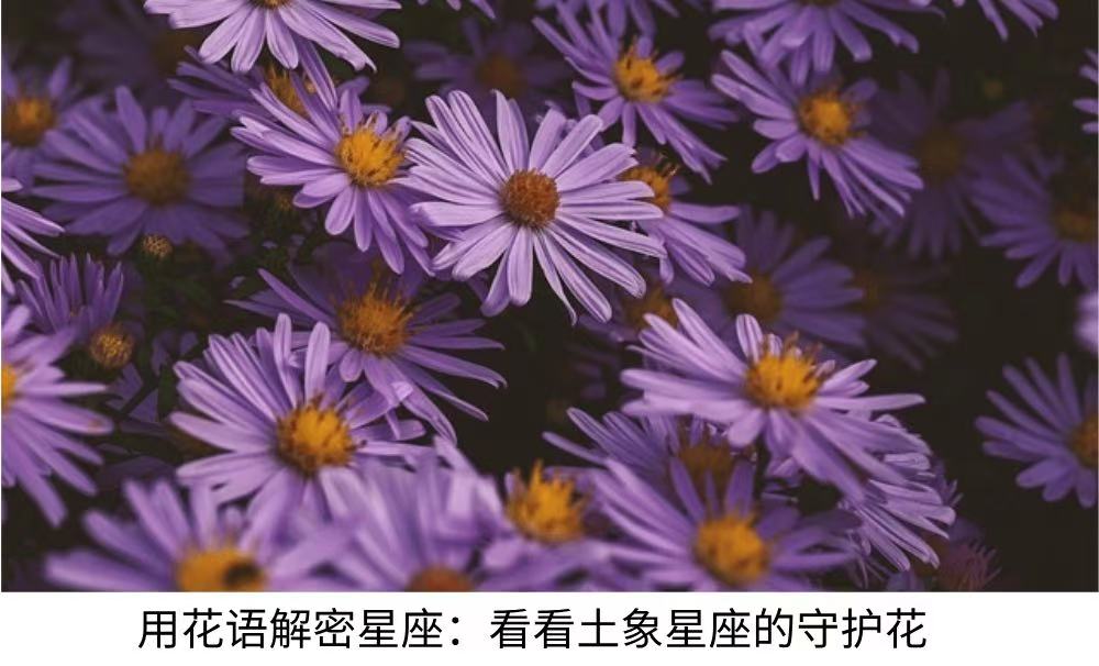 用花语解密星座：看看土象星座的守护花