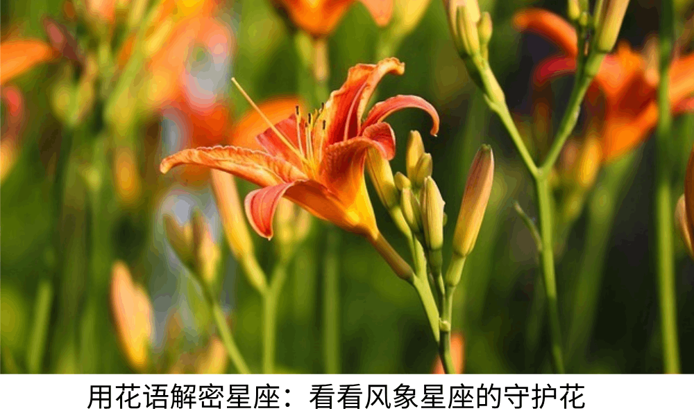 用花语解密星座：看看风象星座的守护花