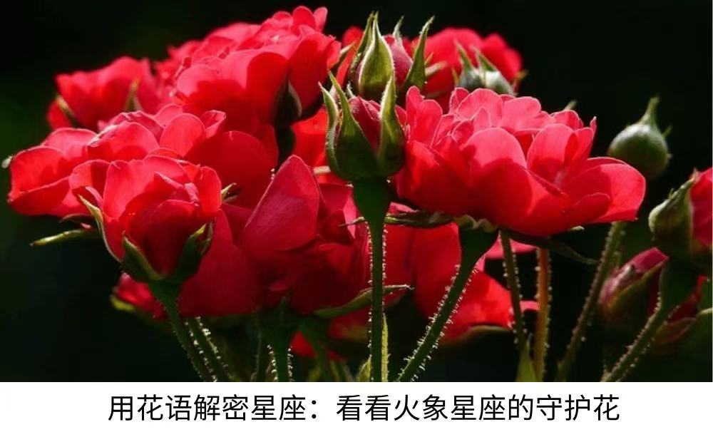 用花语解密星座：看看火象星座的守护花
