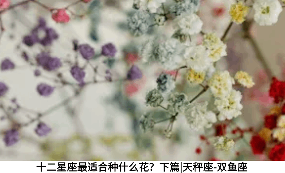 十二星座最适合种什么花？下篇|天秤座-双鱼座