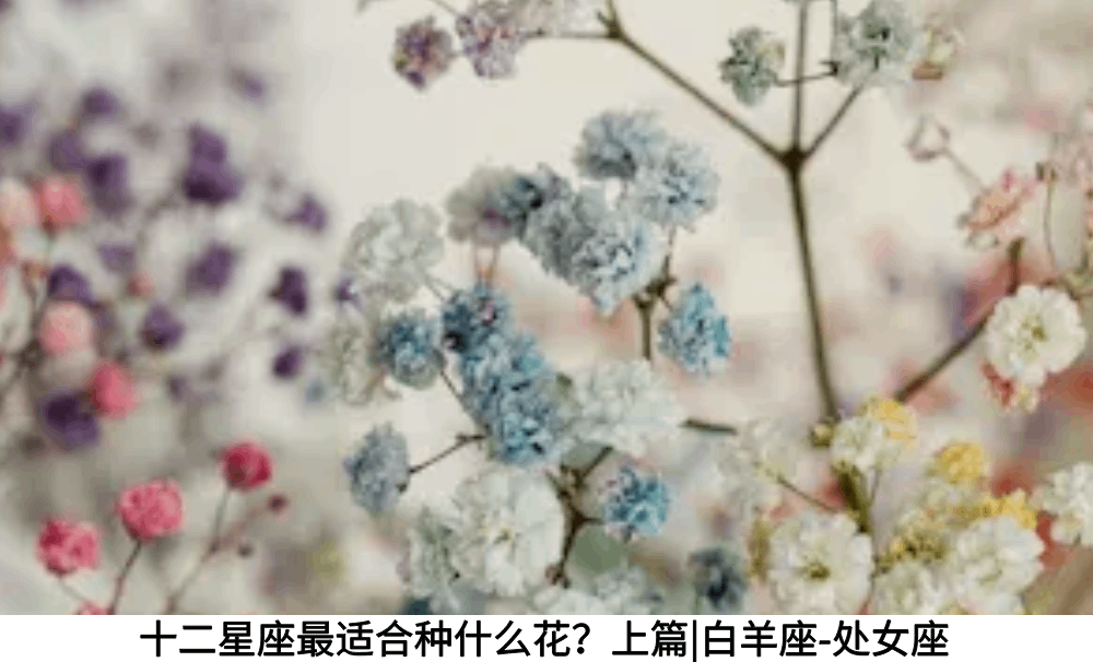 十二星座最适合种什么花？上篇|白羊座-处女座