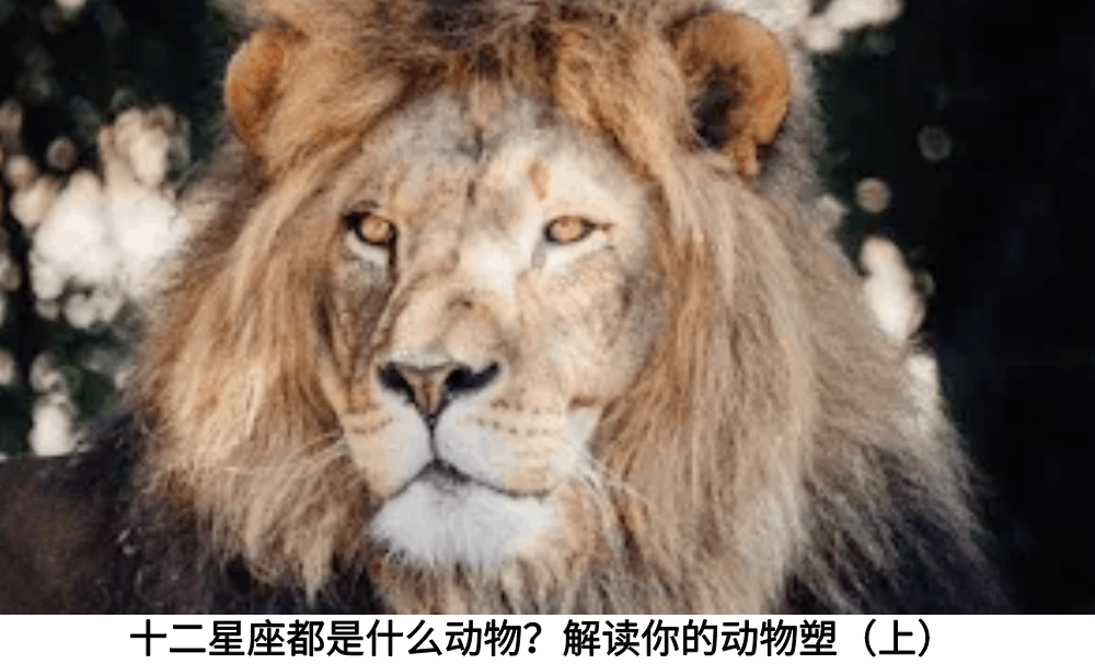 十二星座都是什么动物？解读你的动物塑（上）