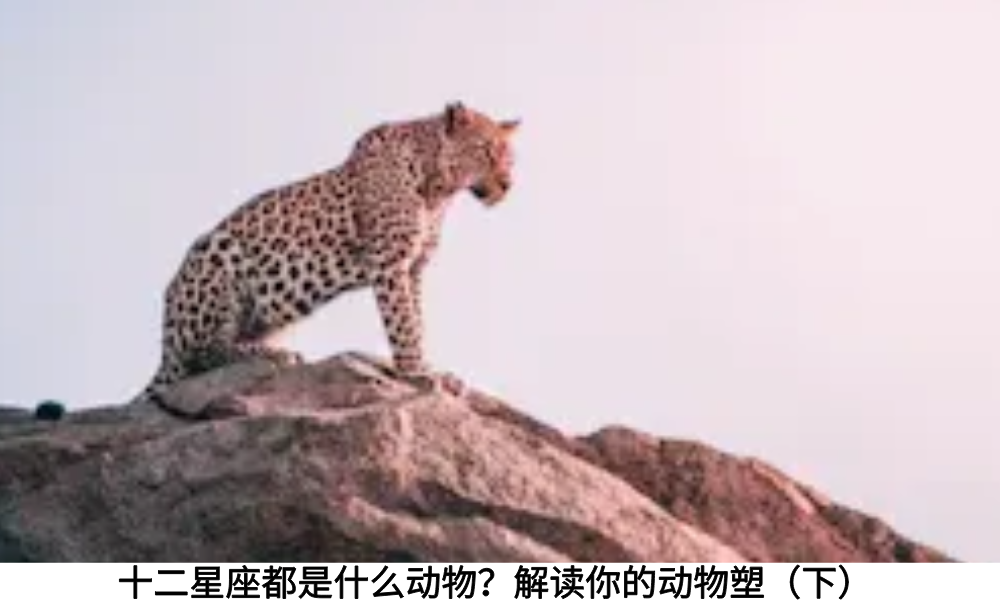 十二星座都是什么动物？解读你的动物塑（下）