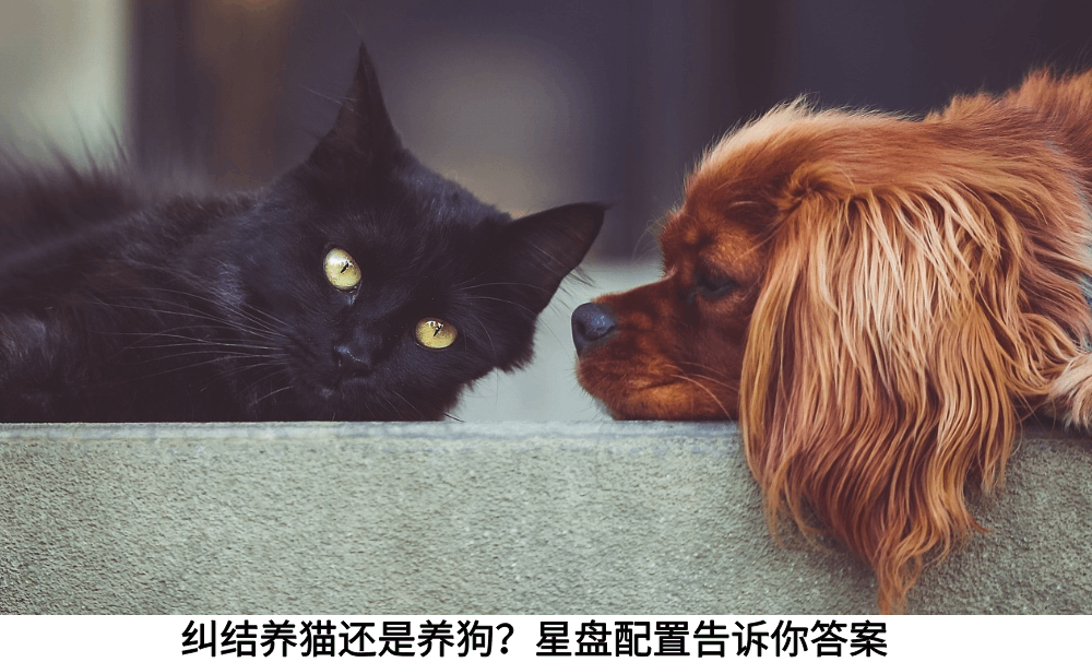 纠结养猫还是养狗？星盘配置告诉你答案