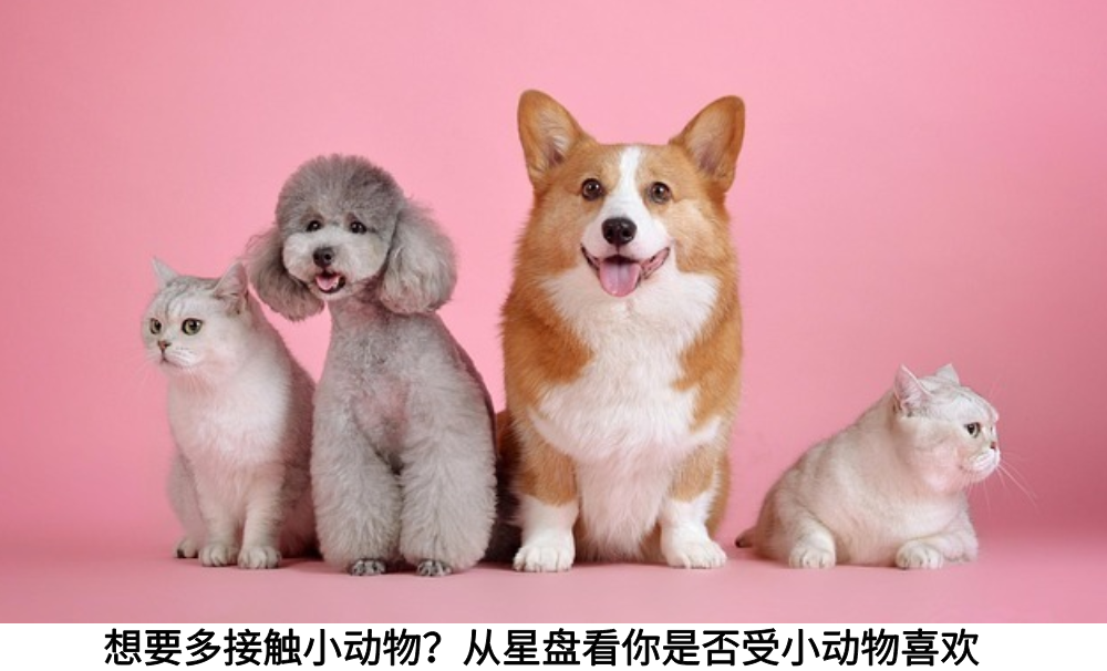 想要多接触小动物？从星盘看你是否受小动物喜欢