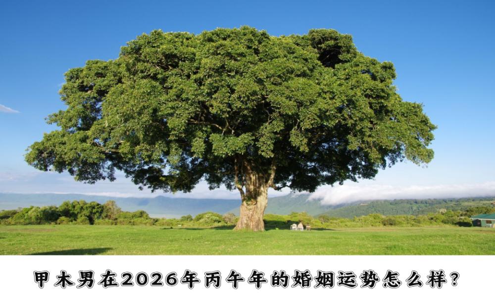 甲木男在2026年丙午年的婚姻运势怎么样？