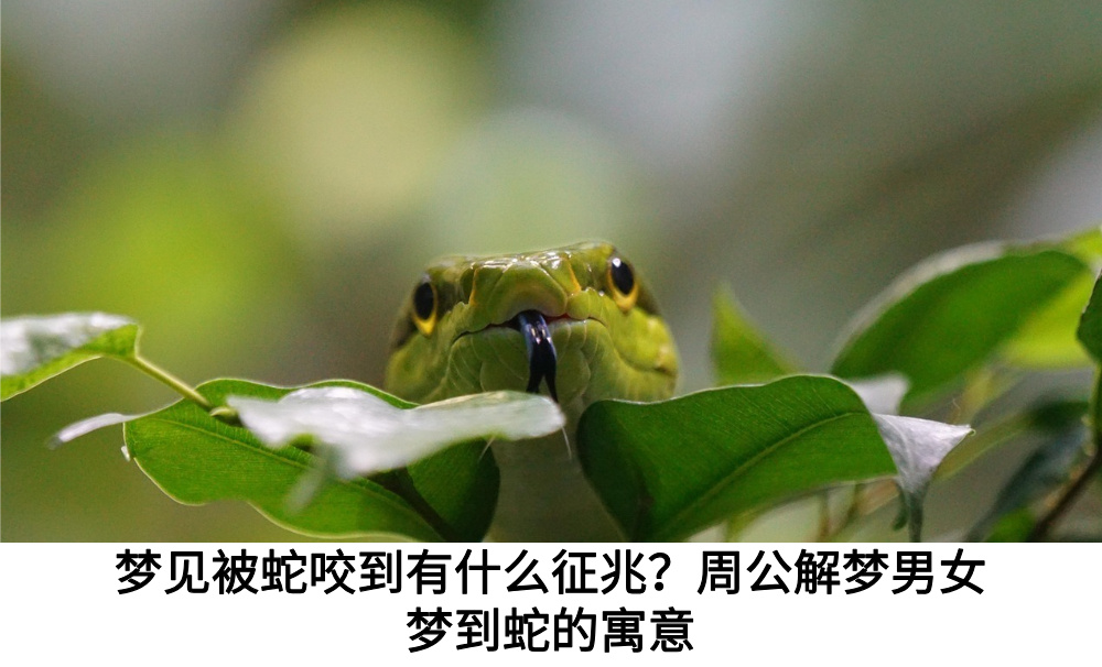 梦见被蛇咬到有什么征兆?周公解梦男女梦到蛇的寓意