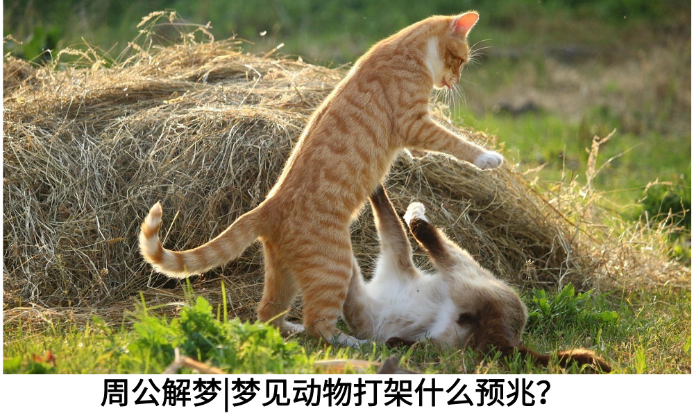  周公解梦|梦见动物打架什么预兆？