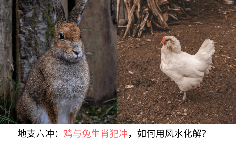 地支六冲：兔与鸡生肖犯冲，该如何用风水化解？