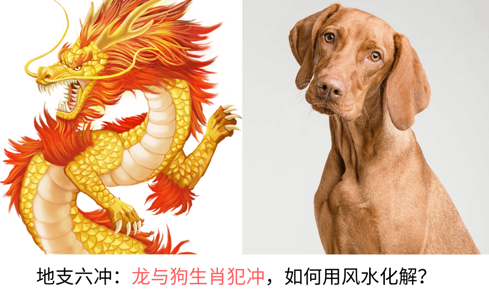 地支六冲：龙与狗生肖犯冲，该如何用风水化解？