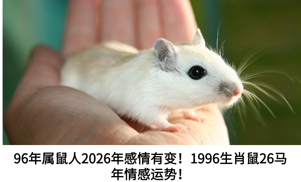96年属鼠人2026年感情有变！1996生肖鼠26马年情感运势！