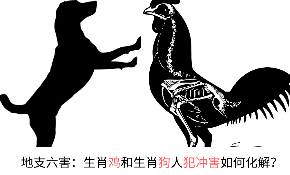 地支六害：生肖鸡和生肖狗人犯冲害如何化解？