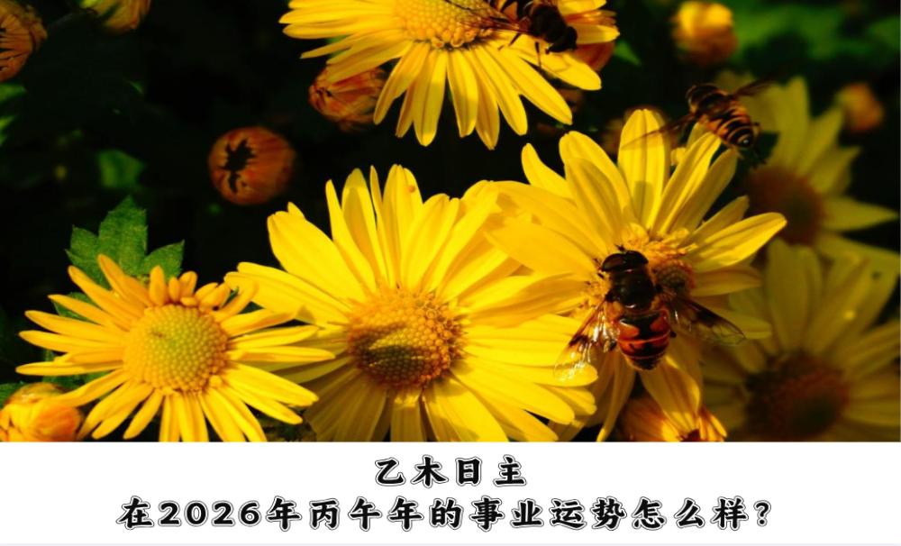 乙木日主在2026年丙午年的事业运势怎么样?