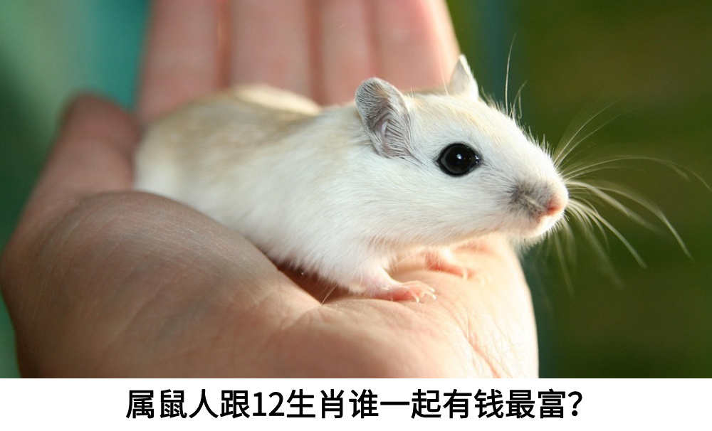 属鼠人跟12生肖谁一起有钱最富？