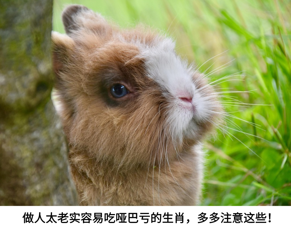 做人太老实容易吃哑巴亏的生肖，多多注意这些！