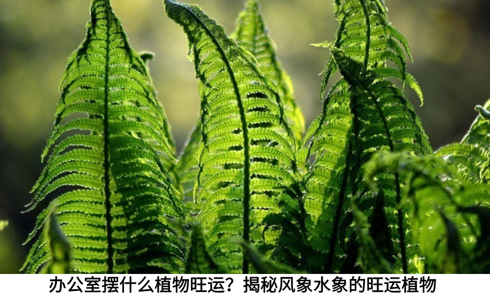 办公室摆什么植物旺运?揭秘风象水象的旺运植物