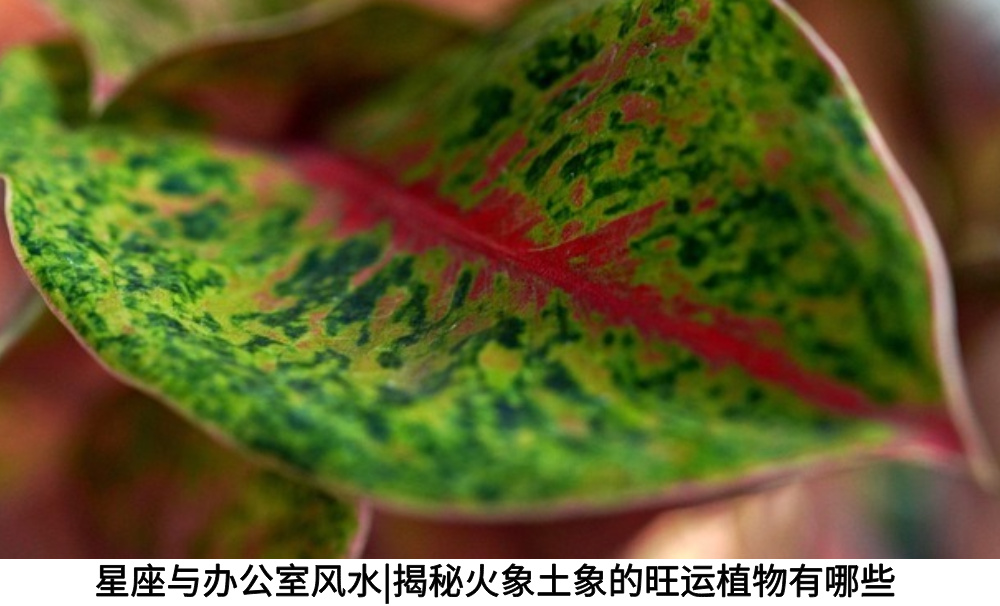 星座与办公室风水|揭秘火象土象的旺运植物有哪些