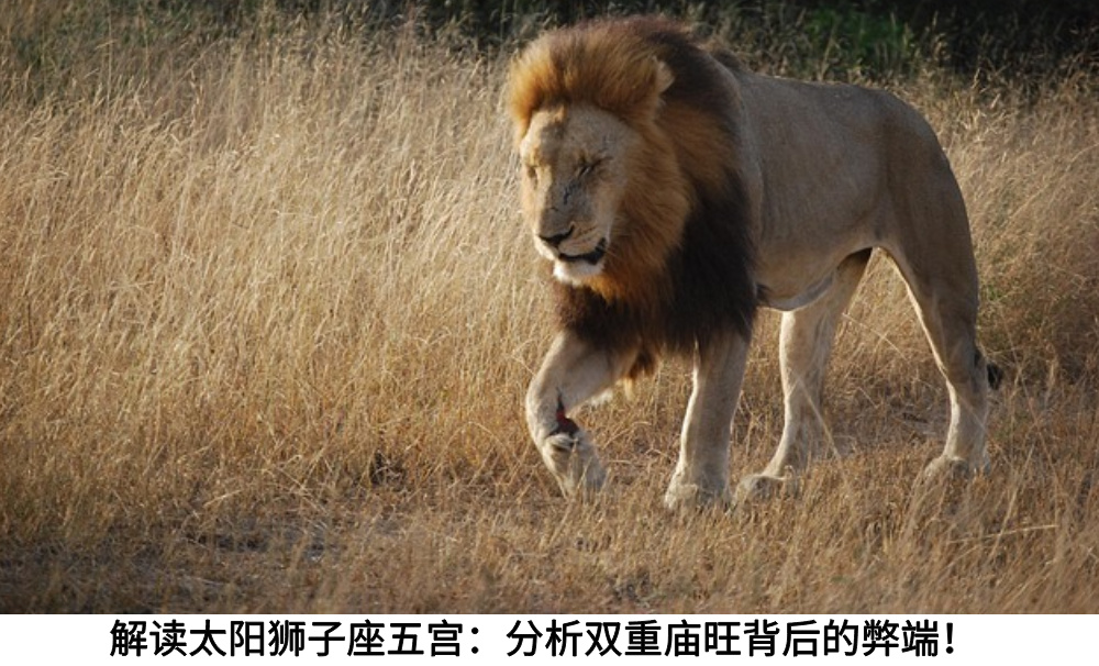 解读太阳狮子座五宫：分析双重庙旺背后的弊端！