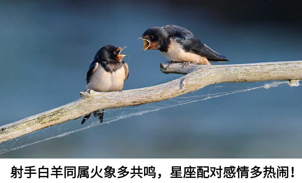 射手白羊同属火象多共鸣，星座配对感情多热闹！