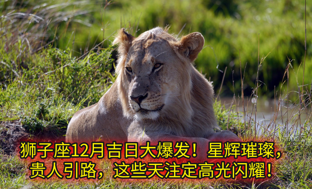 狮子座12月吉日大爆发!星辉璀璨,贵人引路,这些天注定高光闪耀!