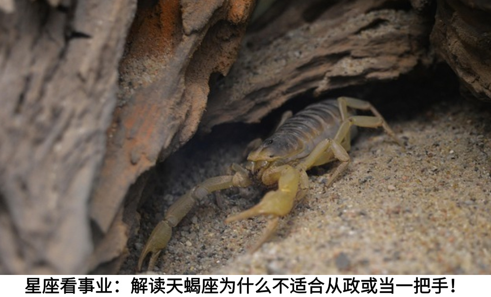 星座看事业：解读天蝎座为什么不适合从政或当一把手！