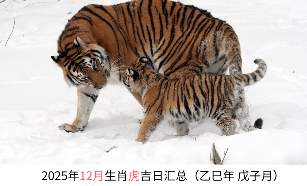 2025年12月生肖虎黄道吉日汇总（乙巳年戊子月）