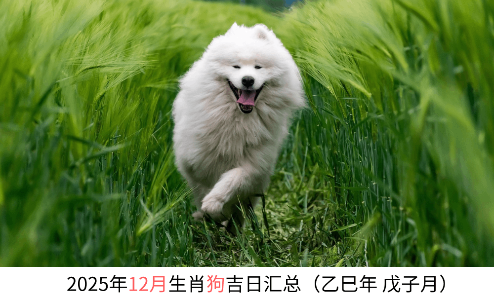 2025年12月生肖狗黄道吉日汇总（乙巳年戊子月）