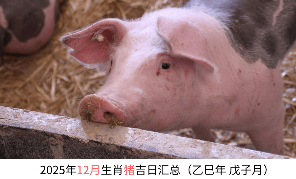2025年12月生肖猪黄道吉日汇总（乙巳年戊子月）