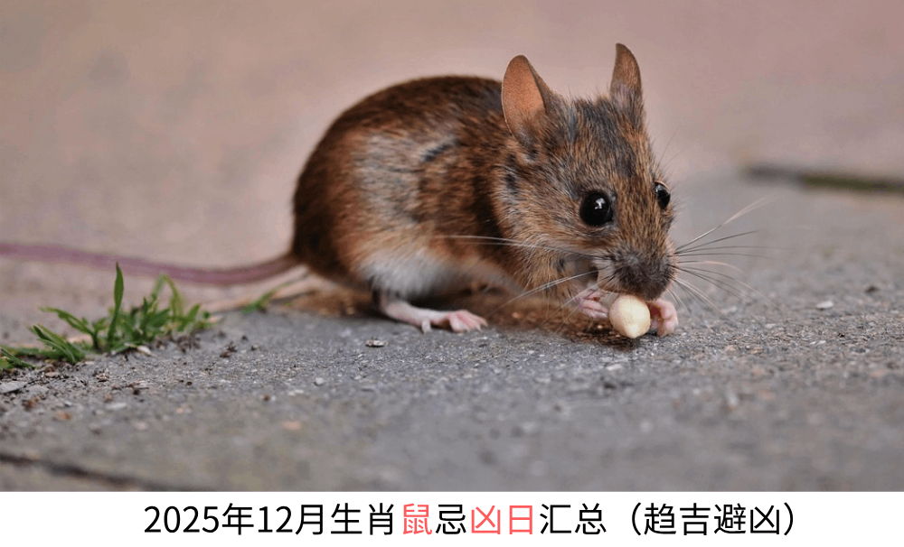 2025年12月生肖鼠忌凶日汇总（趋吉避凶）
