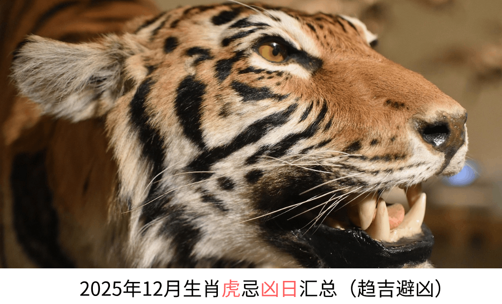 2025年12月生肖虎忌凶日汇总（趋吉避凶）