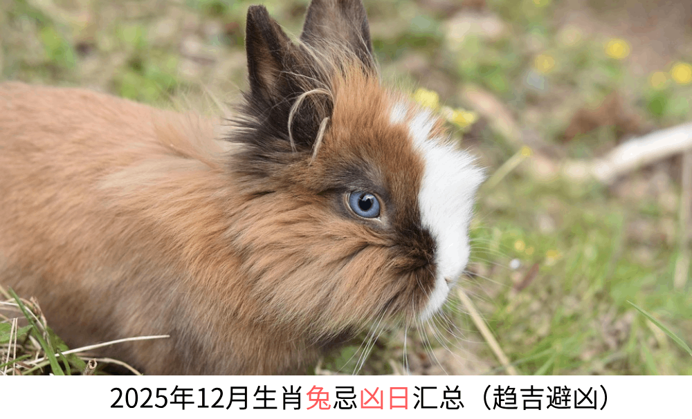 2025年12月生肖兔忌凶日汇总（趋吉避凶）