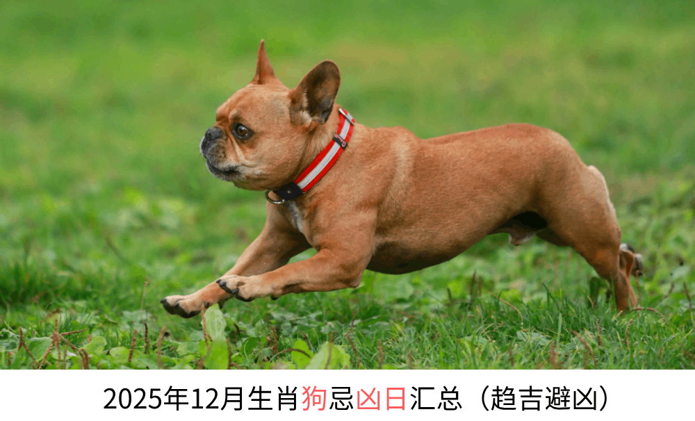 2025年12月生肖狗忌凶日汇总（趋吉避凶）