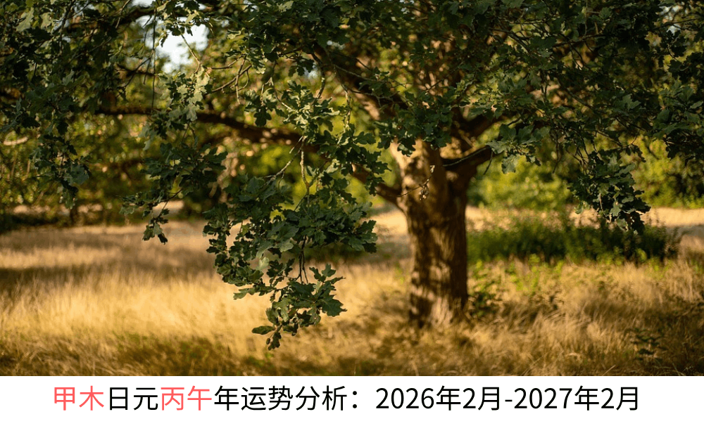 甲木日元丙午年运势分析：2026年2月-2027年2月