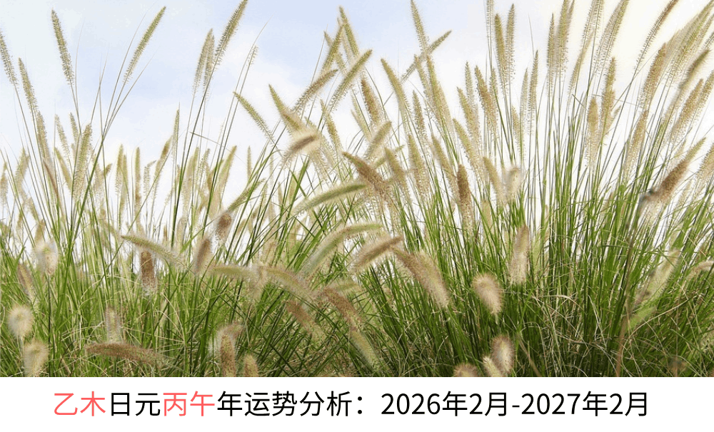 乙木日元丙午年运势分析:2026年2月-2027年2月
