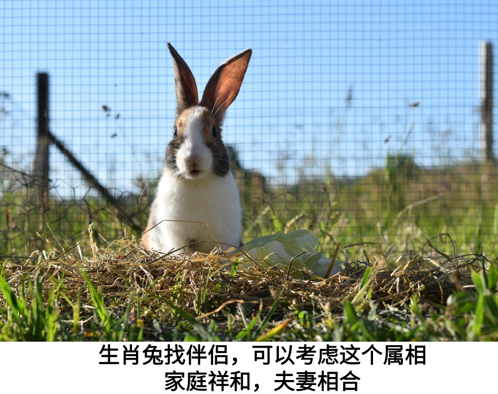 生肖兔找伴侣，可以考虑这个属相，家庭祥和，夫妻相合！