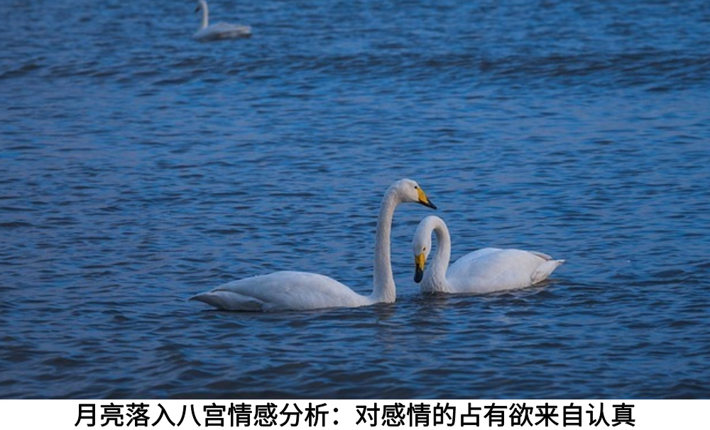 月亮落入八宫情感分析：对感情的占有欲来自认真